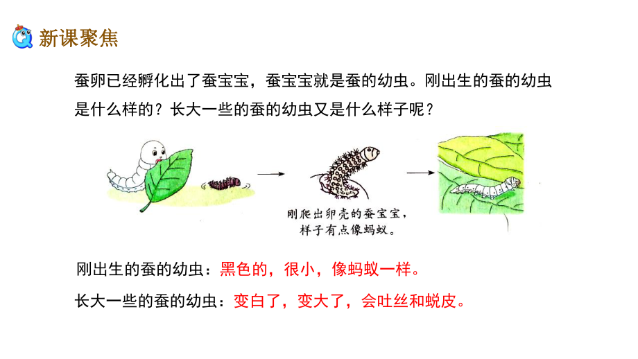 新教科版三下科学23-蚕长大了(课件).ppt_第3页