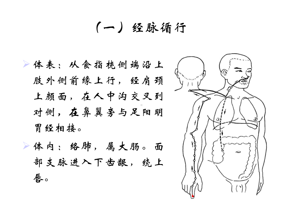 手阳明大肠经-中医本课件.ppt_第2页