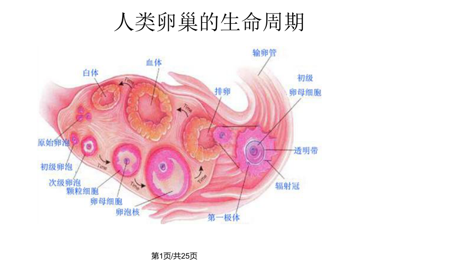 卵巢黄体破裂课件.pptx_第1页