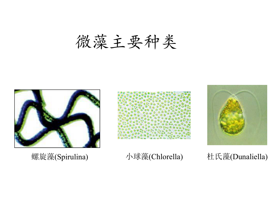 微藻光生物反应器课件.ppt_第3页