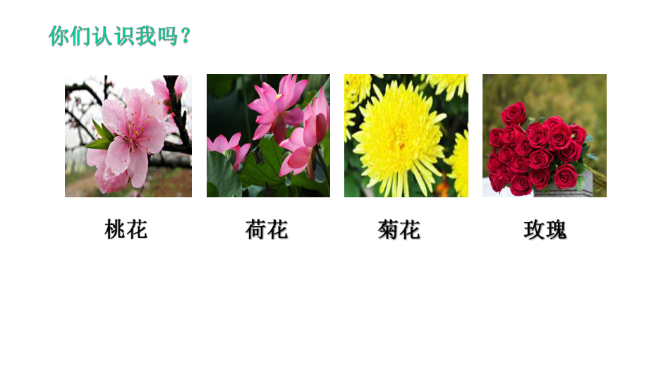 学写一种植物(三年级作文指导)课件.pptx_第3页