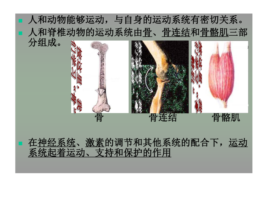 北师大版生物八年级上册152《动物运动的形成》课件.ppt_第2页