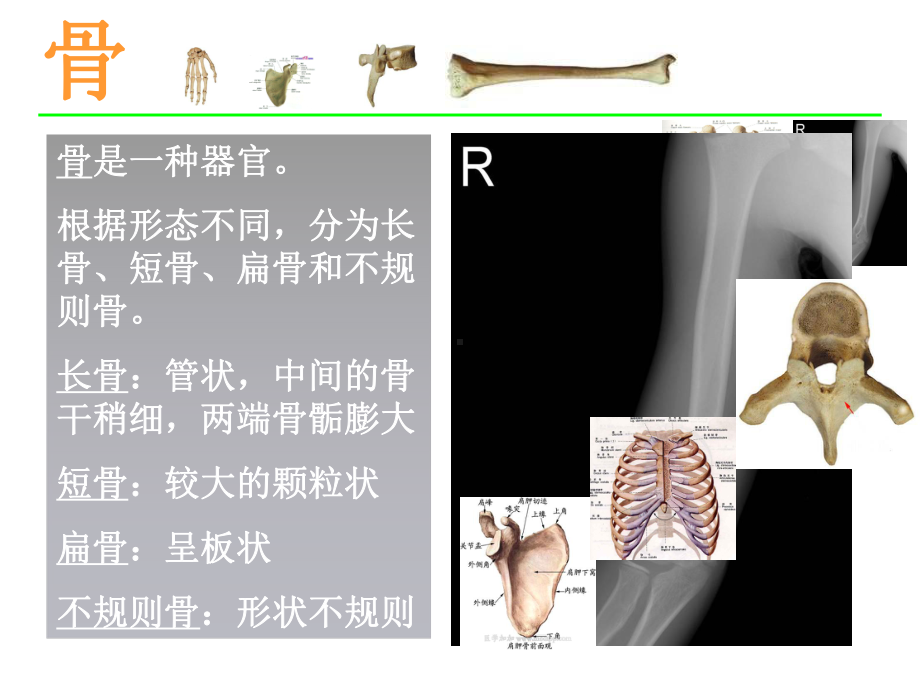 北师大版生物八年级上册152《动物运动的形成》课件.ppt_第3页