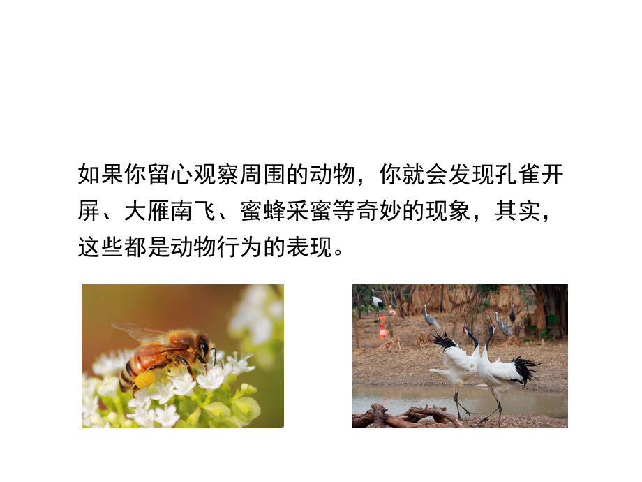 北师大版八年级上册生物课件-《动物行为的主要类型》-(共40张).ppt_第2页