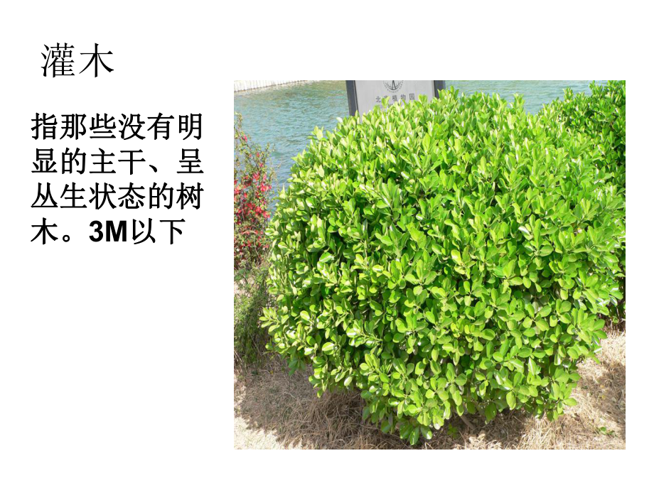 植物的生长型和群落结构课件.ppt_第3页