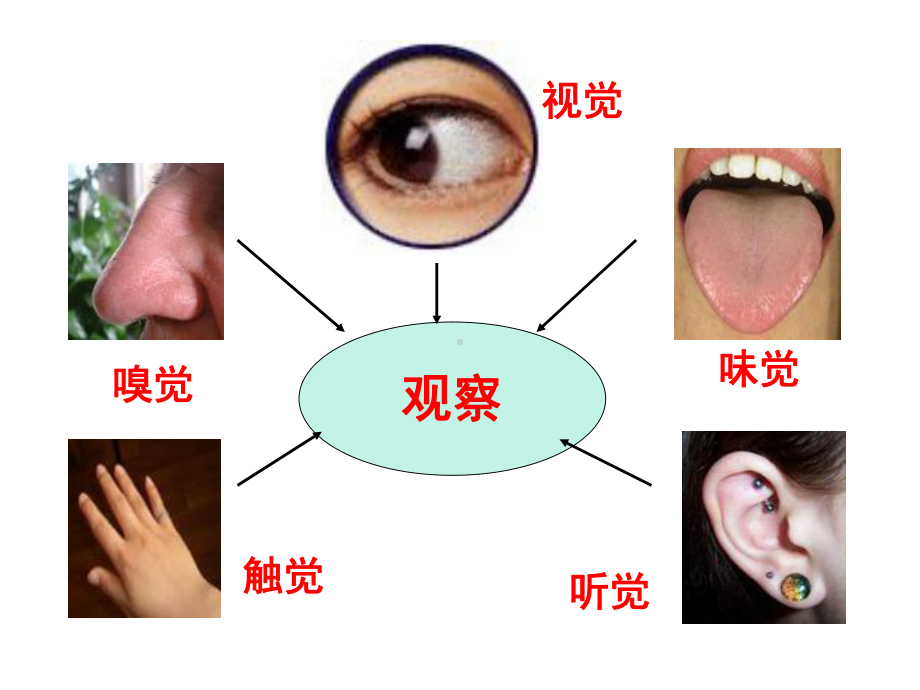 新人教版七年级生物下册《人体对外界环境的感知》课件.ppt_第3页