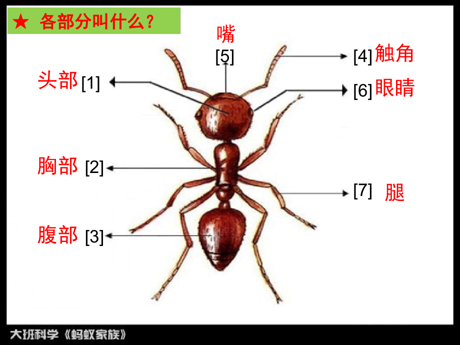 幼儿园课件《蚂蚁家族》.ppt_第3页