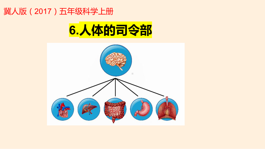 2.6人体的司令部 ppt课件(共17张PPT)-2022新冀人版五年级上册《科学》.pptx_第1页