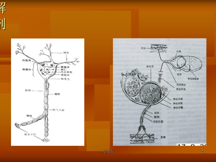 上肢神经卡压综合征-课件.ppt_第2页