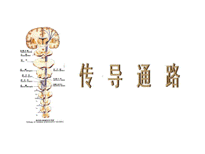 传导路-脑与脊髓被膜血供脑脊液循环共39张课件.ppt