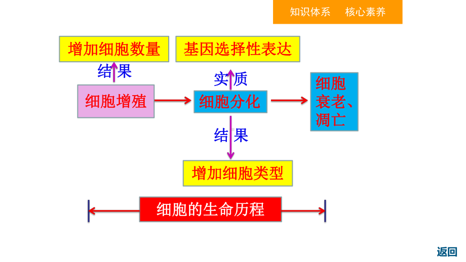 人教版新教材《细胞的分化》课件完美版1.ppt_第2页