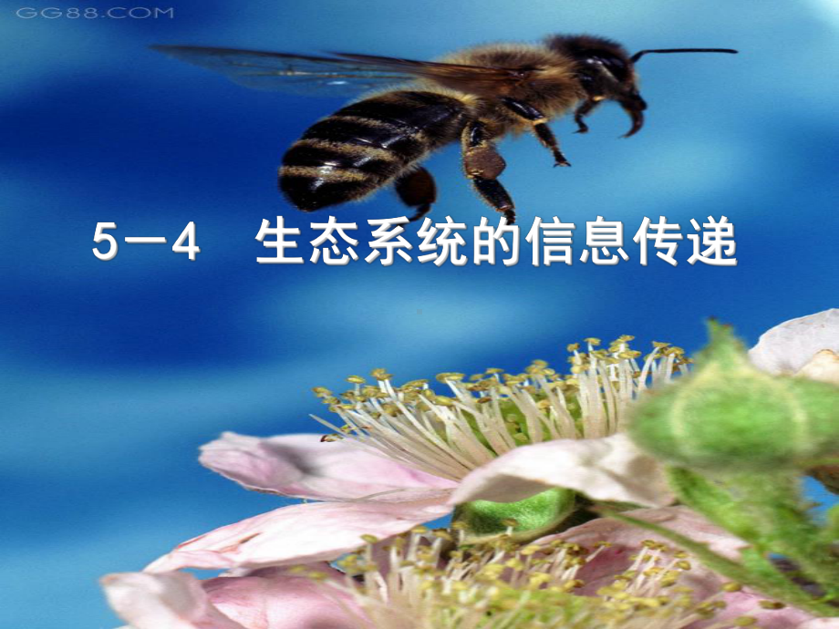 人教版高中生物必修三生态系统的信息传递课件.ppt_第1页