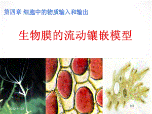 人教生物必修生物膜的流动镶嵌模型课件.ppt