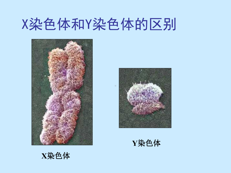 人教版初中生物《人的性别遗传》1课件.ppt_第3页