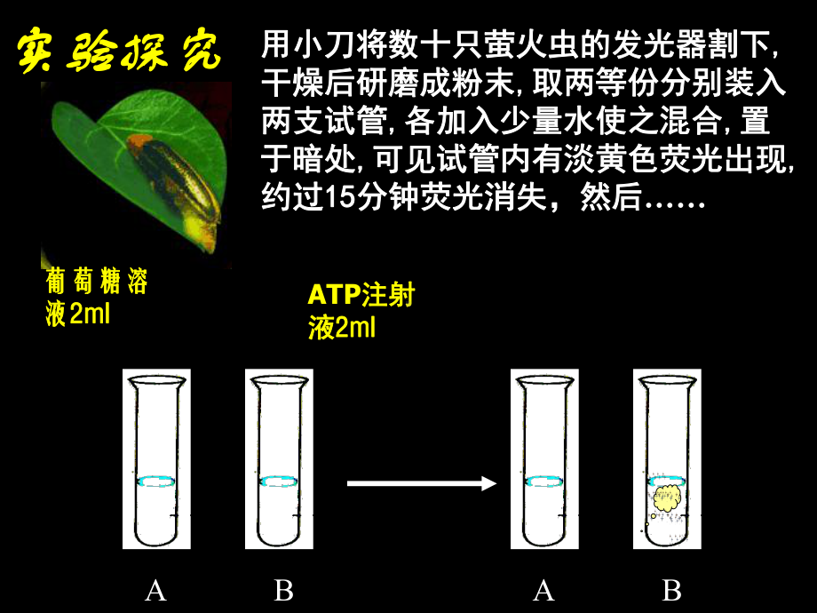 专题9-ATP+细胞呼吸课件.ppt_第3页