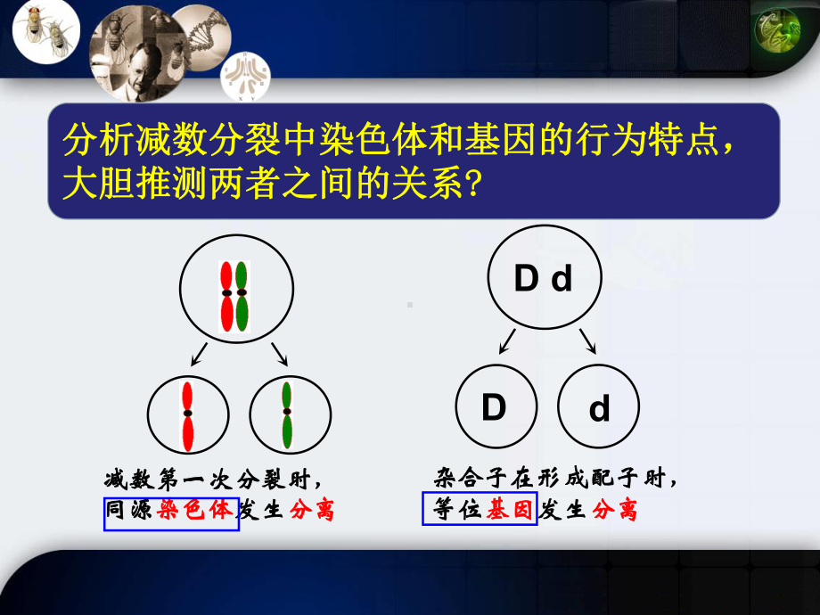 人教版生物新教材《基因在染色体上》1课件.ppt_第2页