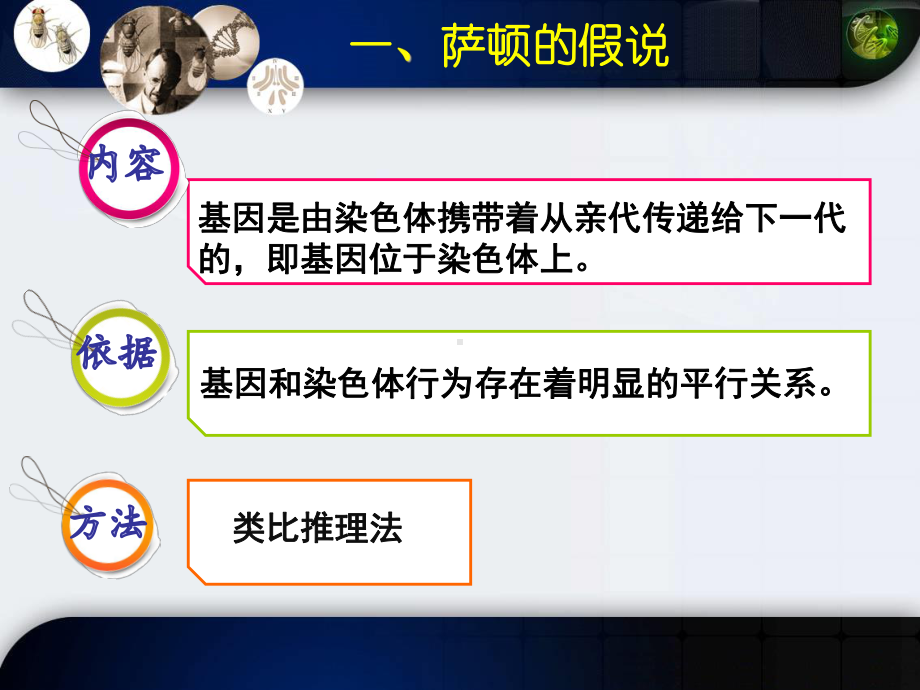 人教版生物新教材《基因在染色体上》1课件.ppt_第3页