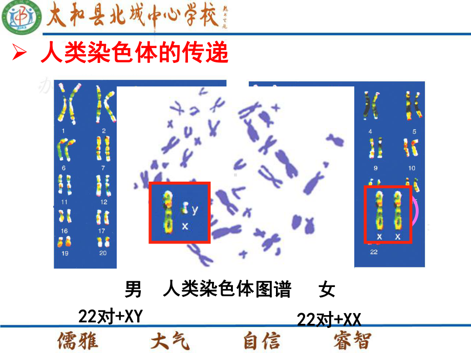 人类染色体与性别决定8-课件.ppt_第3页