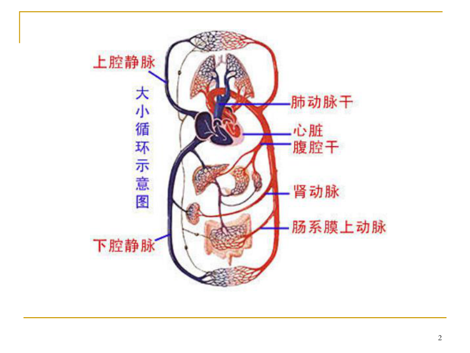 人体健康与疾病血管课件.ppt_第2页