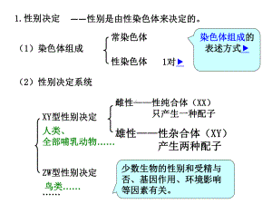 伴性遗传与遗传病课件.pptx