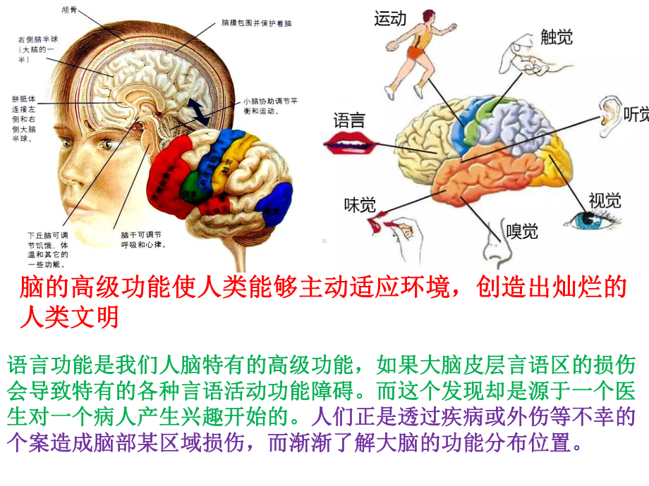 人教版生物新教材《人脑的高级功能》课件1.pptx_第3页