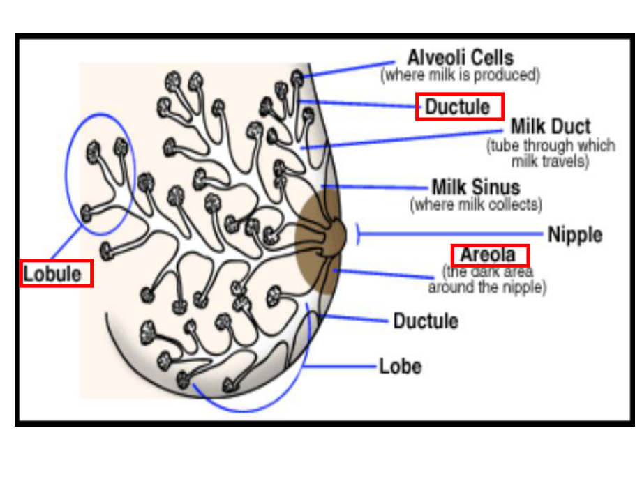 乳腺和前列腺疾病课件.ppt_第2页