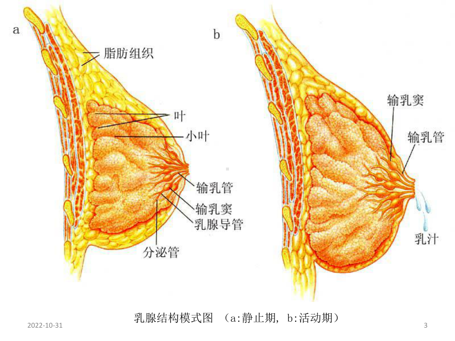 乳腺和前列腺疾病课件.ppt_第3页