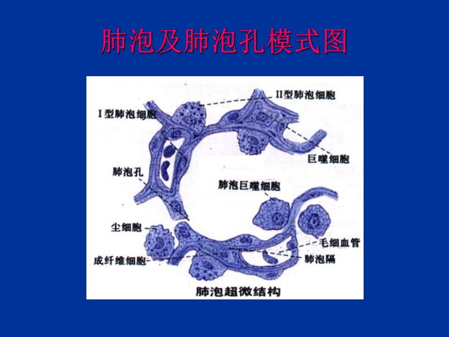 临床医学病理学课堂病理呼吸系统课件.ppt_第3页