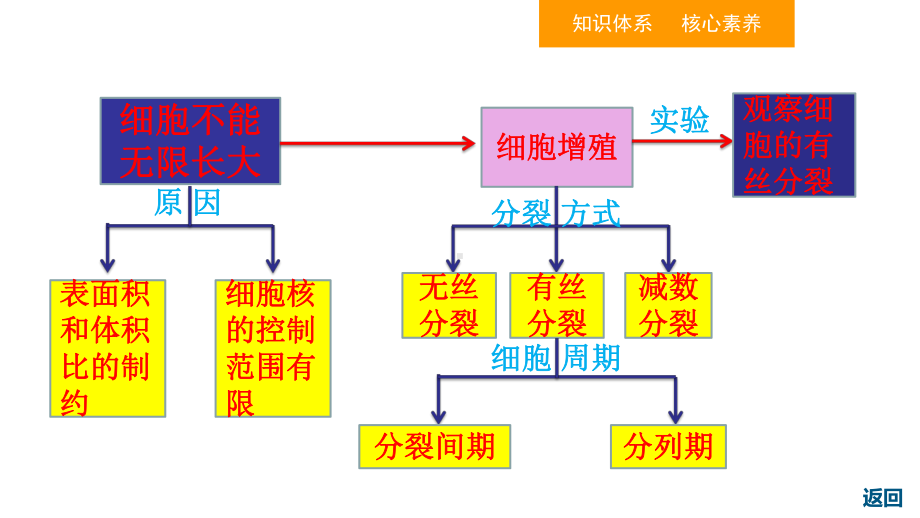 人教版高中生物必修一细胞的增殖复习用课件.ppt_第2页