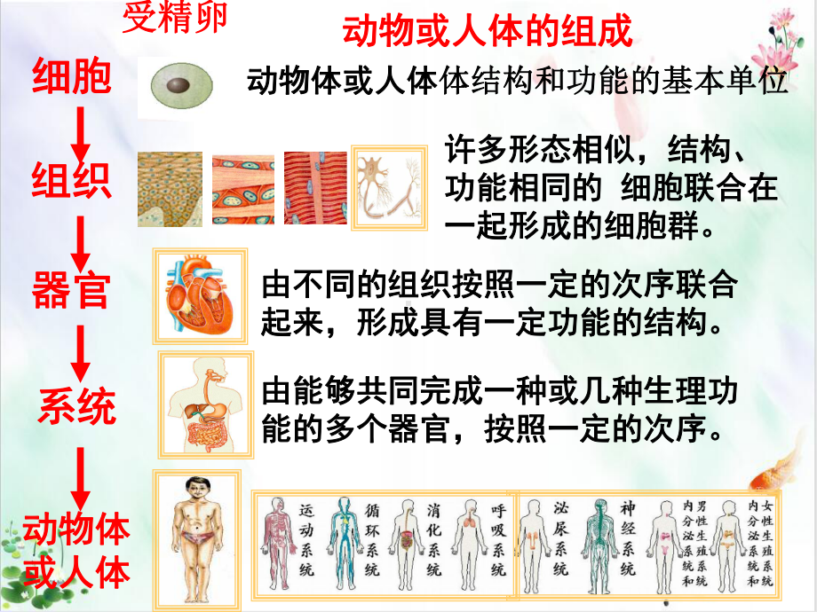 人教版《植物体的结构层次》授课用-课件.ppt_第3页