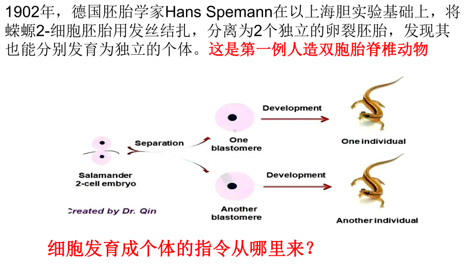 人教版新教材《细胞核的结构和功能》课件1.ppt_第2页