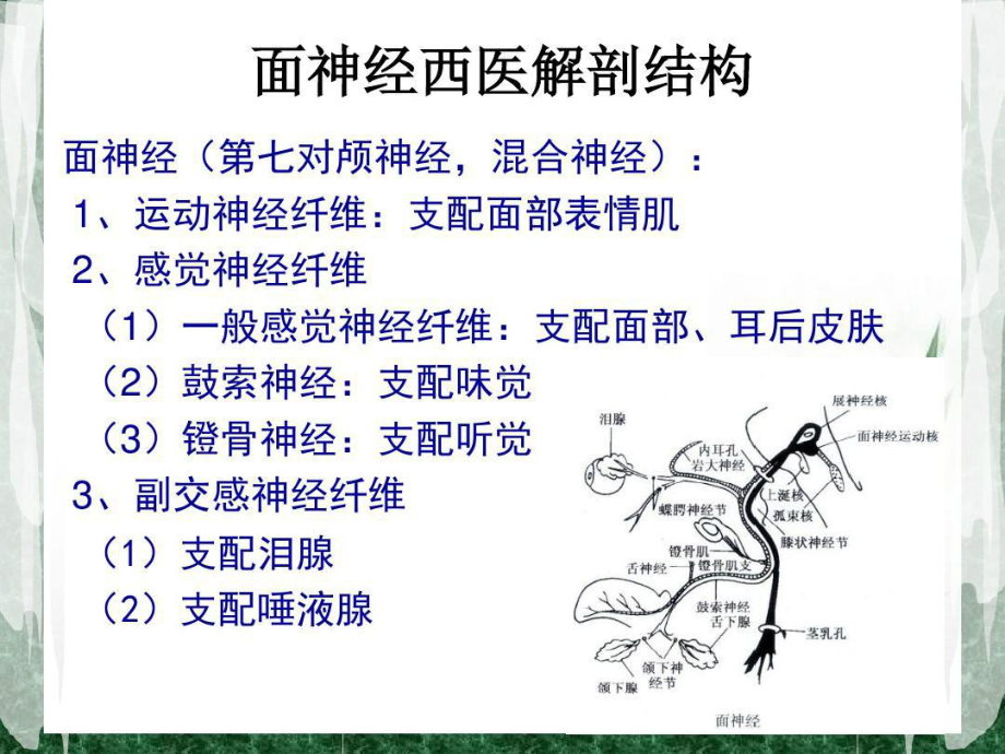 专科病周围性面神经麻痹的针灸治疗共35张课件.ppt_第3页