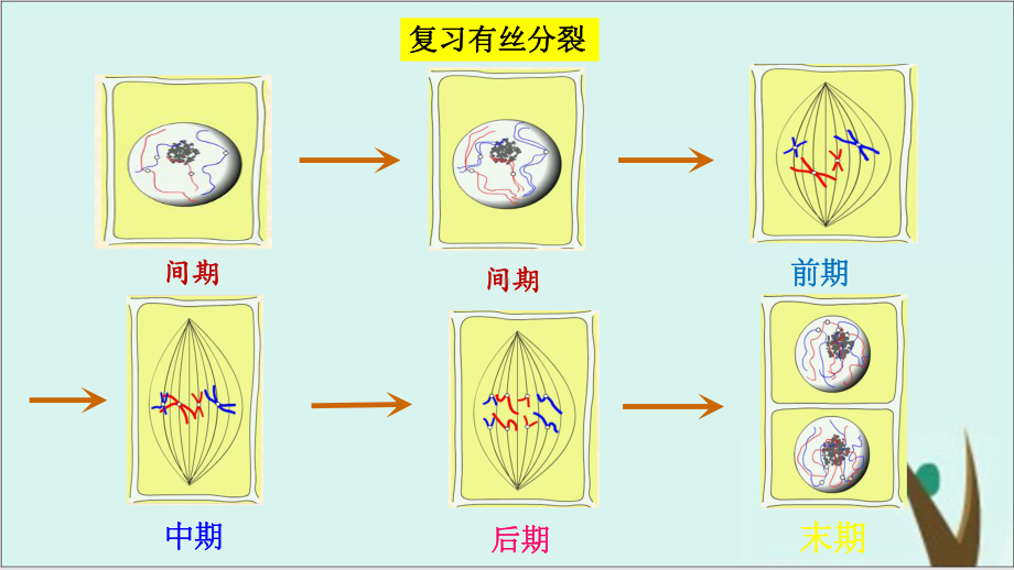 人教版新教材-减数分裂-课件完美版.pptx_第3页