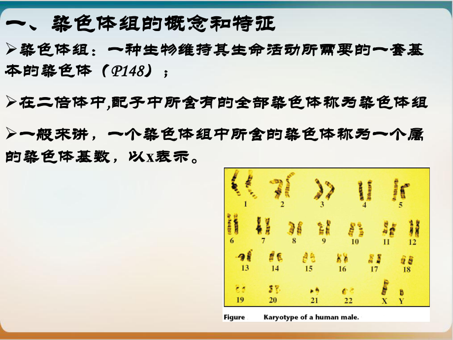 七章染色体数目变异参考课件.ppt_第3页