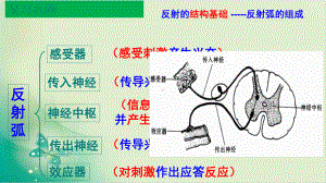 人教版《神经冲动的产生和传导》专家课件1.ppt