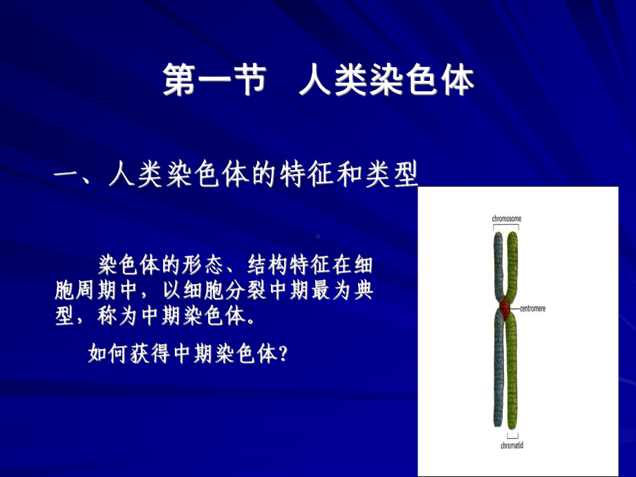 人类染色体和染色体病OK课件.ppt_第2页