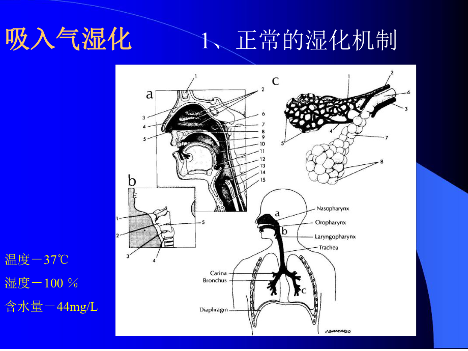 临床医学气道管理课件.ppt_第3页