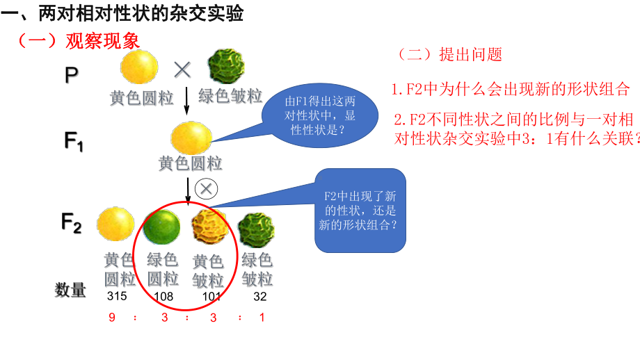 人教版高中生物必修2第一章第二节孟德尔豌豆杂交实验课件.pptx_第2页