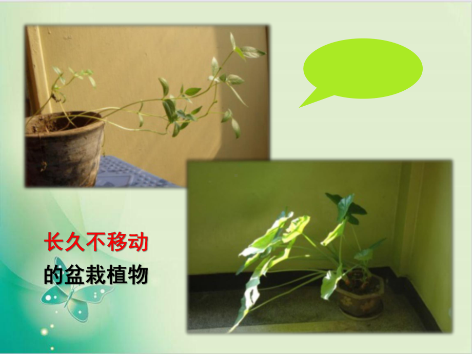 人教版《植物生长素》课件详解1.pptx_第1页