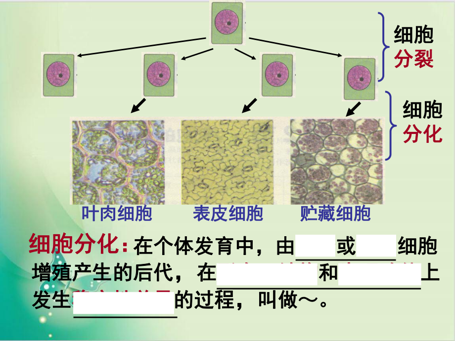 人教版《细胞的分化》完美版1课件.ppt_第3页