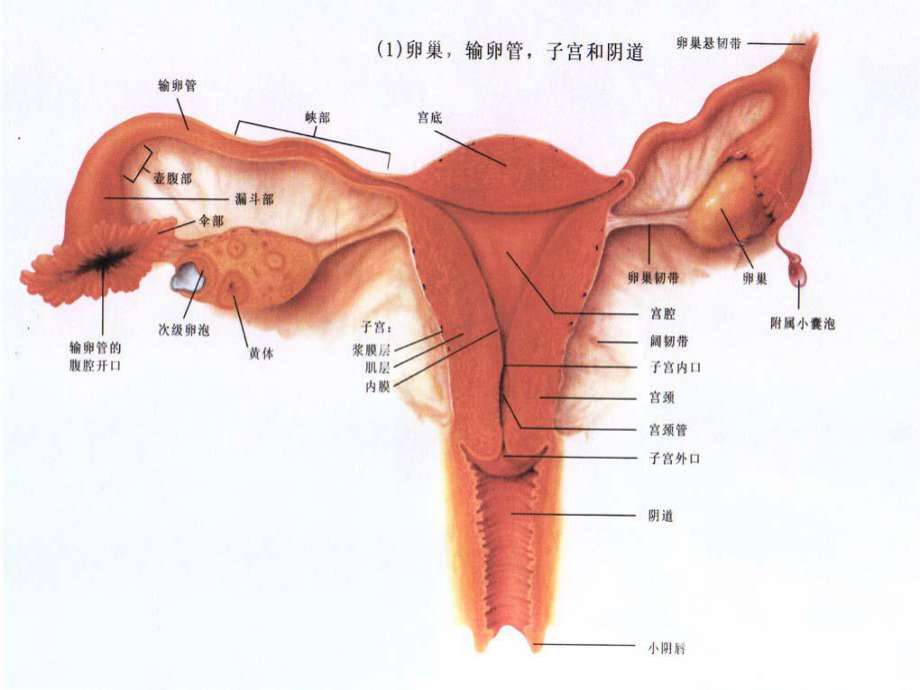 人工促排卵技术的临床应用课件.ppt_第3页