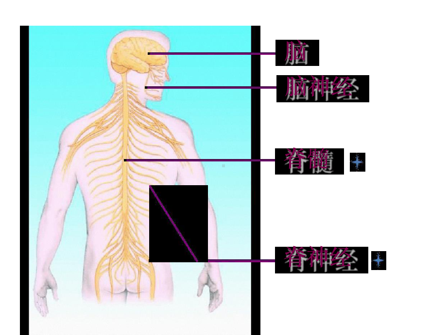 人教版七级下生物课件462-神经系统的组成共31张.ppt_第3页