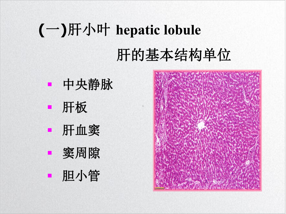 三章药物对肝脏的毒性作用参考课件.ppt_第3页