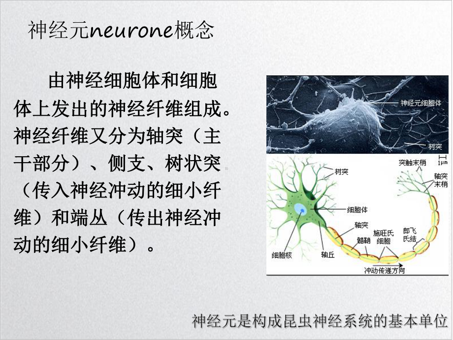 七章昆虫的神经系统与感觉器官参考课件.ppt_第2页