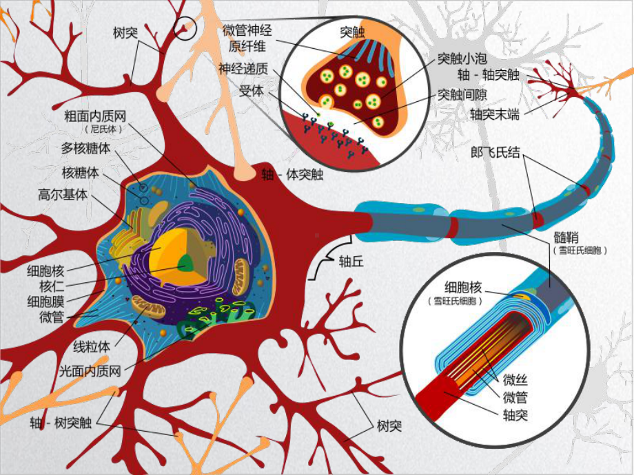 七章昆虫的神经系统与感觉器官参考课件.ppt_第3页