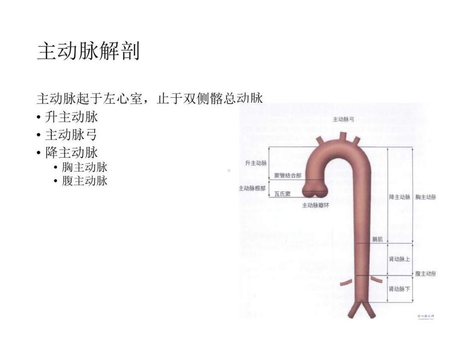 主动脉疾病的微创治疗共66张课件.ppt_第2页