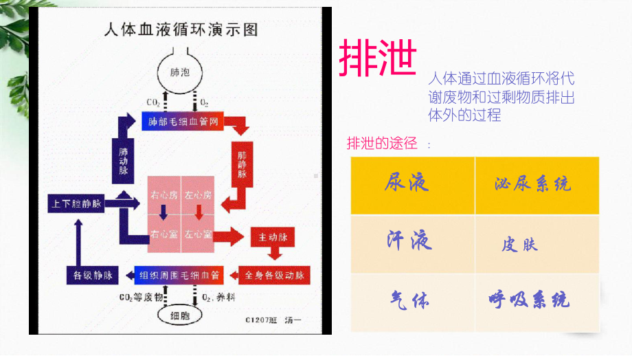 七级生物下册232排泄-一肾脏-18张课件.ppt_第1页