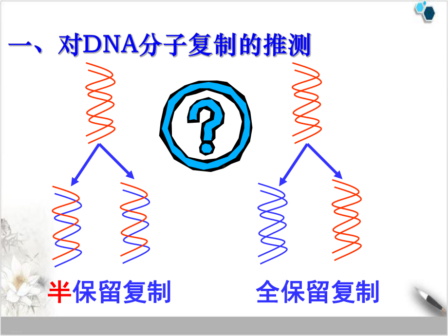 人教版《DNA的复制》公开课课件1.ppt_第3页