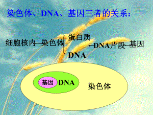 人的性状和遗传7-苏教版精选课件.ppt