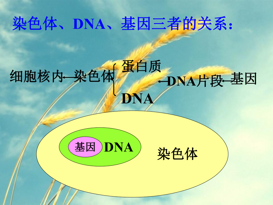 人的性状和遗传7-苏教版精选课件.ppt_第1页